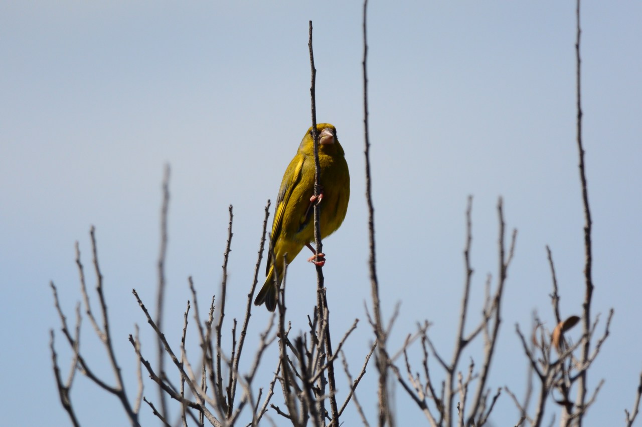 Chloris chloris Chloris chloris